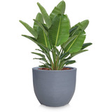 1 Vaso De Planta Grande Arvore Para Frutiferas R 60x56 