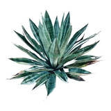 10 Plantas De Agave Azul Para Exteriores