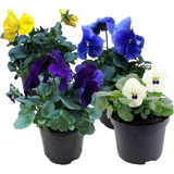 Pensamientos ! Plantas Flor ( Viola Tricolor ) X 15