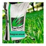 Raigras Anual 25kg - Ryegrass - Cesped Ingles - Resiembra