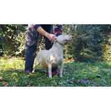 Bull Terrier F.c.a. Criadero La Shanna 