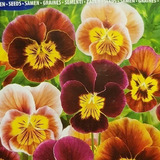 110 Semillas Pensamiento Bambini Viola Flores Gigantes Mix 