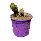 Maceta Cactus Copiapoa Humilis