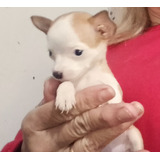 Chihuahua Mini Hembra