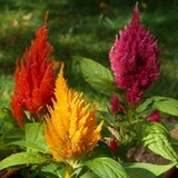 Semillas De Celosia Plumosa Planta De Flor