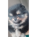 Pomerania Cachorro