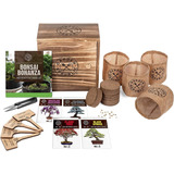 Kit Inicio Arbol Bonsai Cultivo 4 Tipos Semillas Y Accesorio