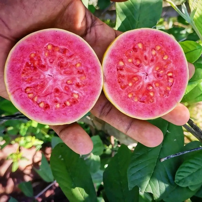 Guayaba Rosa Pulpa Rosa  (enano) | Envío gratis