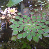 100 Semillas De Planta Acuatica  Sakura