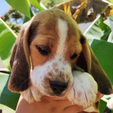 Beagle. Filhote Macho 