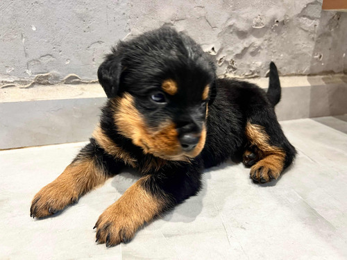 Filhotes De Rottweiler