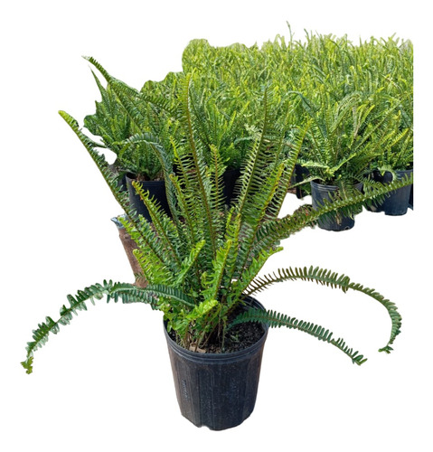 Samambaia Sol Para Canteiros 30cm Jardinagem Saiba Mais..