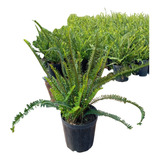 Samambaia Sol Para Canteiros 30cm Jardinagem Saiba Mais..