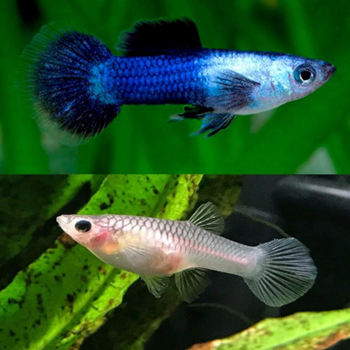 Guppy De Linhagem Panda 