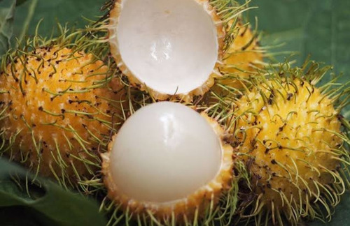 1 Arbolito De Chom-chom Fruta Peluda De Borneo Árbol Exotico