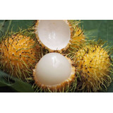 1 Arbolito De Chom-chom Fruta Peluda De Borneo Árbol Exotico