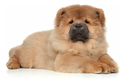 Cachorros Chow Chow Perros Dog Puppy Pet Disponibles