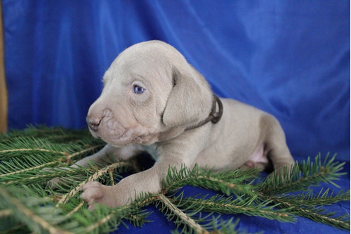 Sorprendente Saint Daniel Mascotas Exclusivas Weimaraner