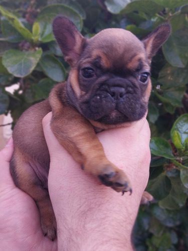 Hembra Bulldog Frances Sable And Tan Porta Blue