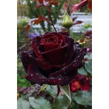 Muda Rosa Príncipe Negra Com O Adubo De Floração Grátis.
