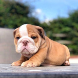 Cachorros Bulldog Ingles Perros En Venta Cundinamarca