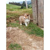 Cachorra Pastor Collie Pura Raza Bogotá Animal Pets Colombia