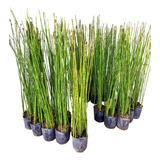 Cola De Caballo - Equisetum - Maceta 3 Litros