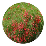 5 Mudas Flor-de-coral  Russelia Vermelha (equisetiformis)