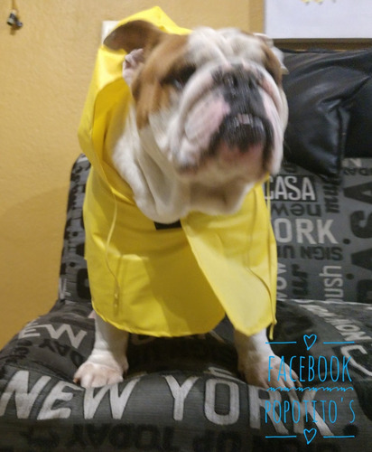 Capa Impermeable Para Bulldogs