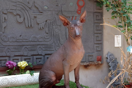 Xoloitzcuintles Cachorros