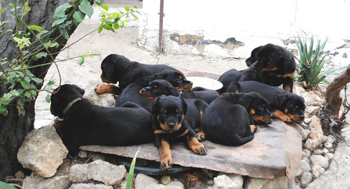 Sublime Rottweiler Pedigri Chip Mascotassaintdaniel 6