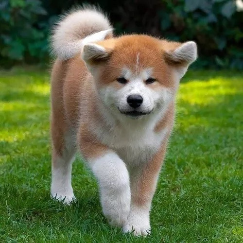 Akita Inu Fofo Filhotes Disponível