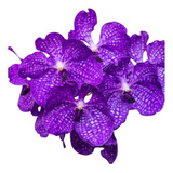 Orquidea Vanda Muda Jovem Lindas Pronta Entrega