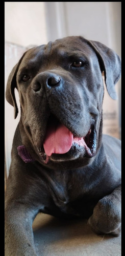 Cane Corso Cachorros 