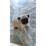 Pug Carlino Mascara Negra Peluche!!! Con Papeles. 