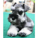 Schnauzer Sal Y Pimienta