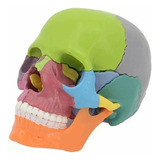 Modelo Anatómico Cráneo Desmontado Para Educación Médica