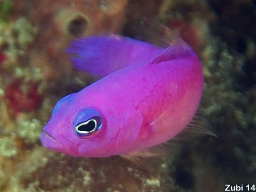 Pez Marino - Pseudochromis Porphyreus - Perca Enana Magenta