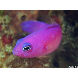 Pez Marino - Pseudochromis Porphyreus - Perca Enana Magenta