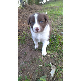 Cachorra Border Collie Chocolate Hembra Animal Pets Colombia