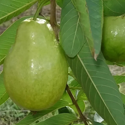 Guayaba Pera Unico | Envío gratis