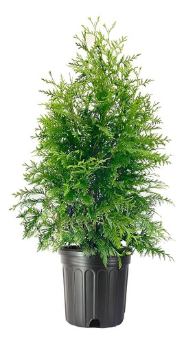 Thujas Plantas Para Cercos ! ( Thuja Orientalis) Por Mayor