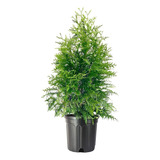 Thujas Plantas Para Cercos ! ( Thuja Orientalis) Por Mayor