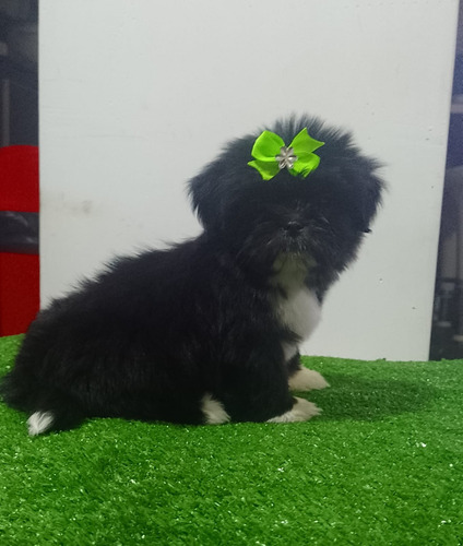 Perros Cachorros Shih Tzu Disponibles Shitzu 