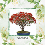 200 Semillas De Bonsái Delonix Regia