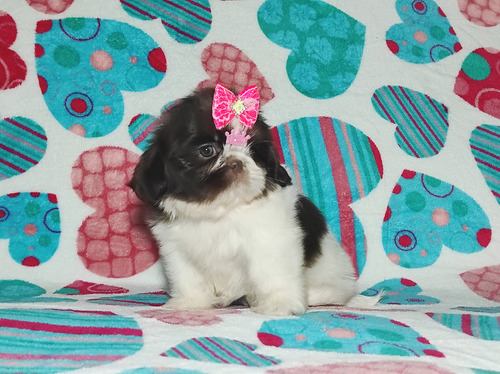 Shihtzu Fêmea 