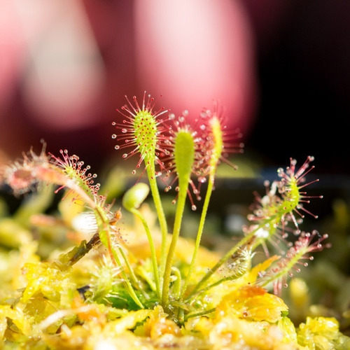 Drosera Ánglica Tamaño Chico - Plantas Carnívoras