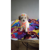 Cachorras French Poodle Toy Hembras
