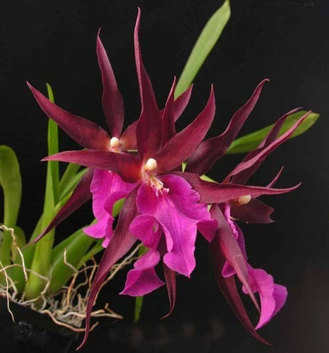 Orquídea Miltassia Vinho (adulta)