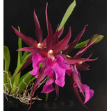 Orquídea Miltassia Vinho (adulta)